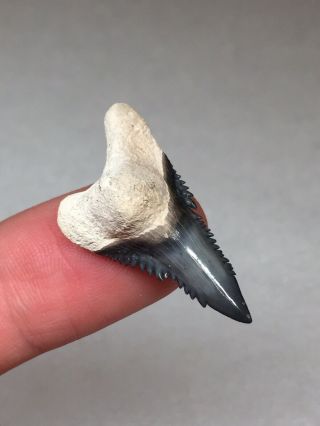 Wicked Bone Valley Hemi Shark Tooth Fossil Sharks Teeth Megalodon Era Gem Jaws 4