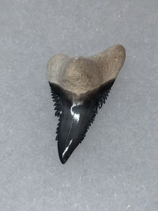 Wicked Bone Valley Hemi Shark Tooth Fossil Sharks Teeth Megalodon Era Gem Jaws 5