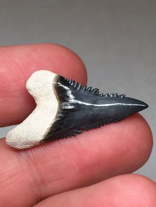 Wicked Bone Valley Hemi Shark Tooth Fossil Sharks Teeth Megalodon Era Gem Jaws 6