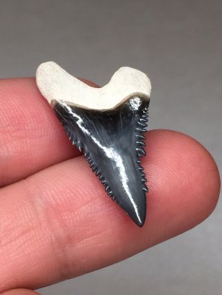 Wicked Bone Valley Hemi Shark Tooth Fossil Sharks Teeth Megalodon Era Gem Jaws 7