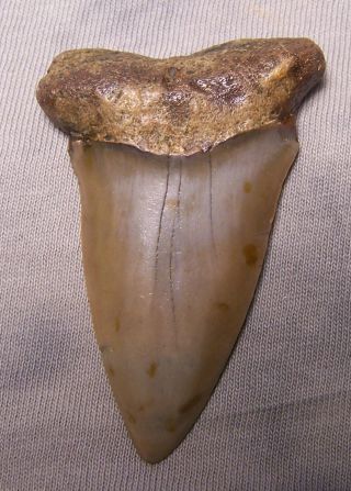 Giant 2 3/8 Mako Shark Tooth Teeth Megalodon Fossil Jaw Scuba Diver Fishing