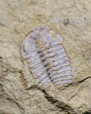 Extremely Rare Chengjiangaspis Trilobite Early Cambrian,  Xiaoshiba Biota