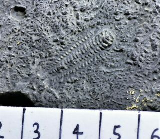 Rare Westergaardites Sp.  Trilobite,  Torsuqtag Fm,  China,  Upper Cambrian