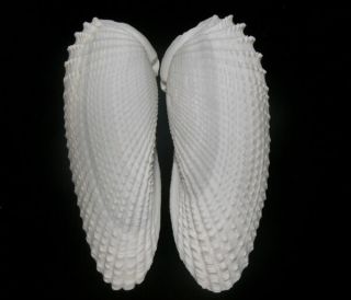 Formosa/seashell/cyrtopleura Costata 119.  5mm