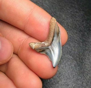 Sharp 1.  09 " Giant Thresher Shark Tooth Teeth Fossil Sharks Necklace Jaws Jaw