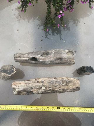 12.  9lbs Arizona Desert Ironwood Petrified Wood.  Very Unique Piece With Holes 2