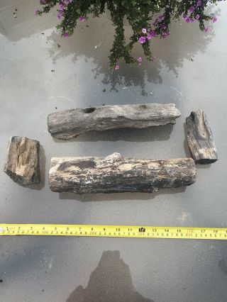 12.  9lbs Arizona Desert Ironwood Petrified Wood.  Very Unique Piece With Holes 3