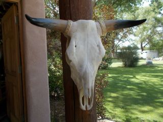 Cow Skull 20 " Inch Wide Polished Bull Horn Longhorn Steer Head