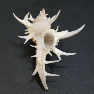 Seashell Murex Chicoreus Cervicornis 54 mm. 2