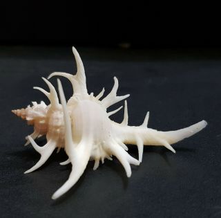 Seashell Murex Chicoreus Cervicornis 54 mm. 3