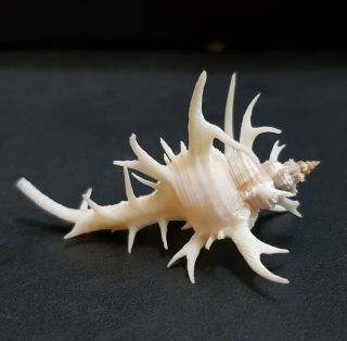Seashell Murex Chicoreus Cervicornis 54 mm. 4