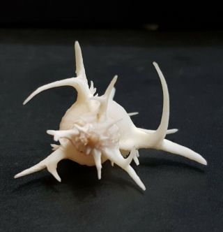 Seashell Murex Chicoreus Cervicornis 54 mm. 5