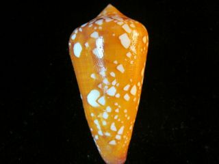 Conus Crocatus 58 Mm Large Fantastic Color Small White Tents On Deep Orange