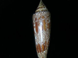 Conus Bengalensis 112 Mm Large And With A Bold Pattern Both Sides Are