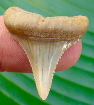 Great White Shark Tooth - 1 & 5/16 In.  Chilean - Real Fossils - Chile