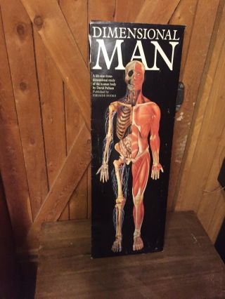 Dimensional Man/life - Size Anatomical Pop - Up Wall Chart Skeleton Muscle Eye Balls