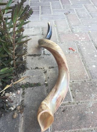 Half Polished Natural Judaica Kosher 60 - 70 Cm Yemenite Kudu Shofar Horn Israel