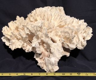 Large Natural White Cabbage Sea Coral