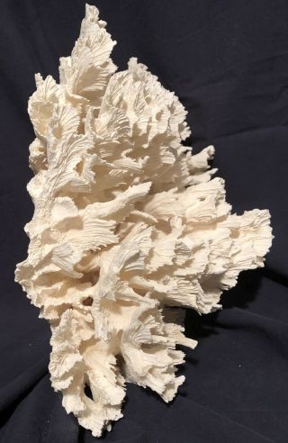 Large Natural White Cabbage Sea Coral 2