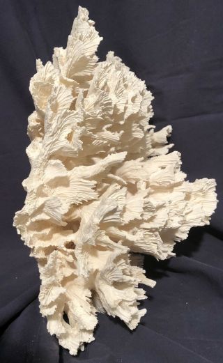 Large Natural White Cabbage Sea Coral 3