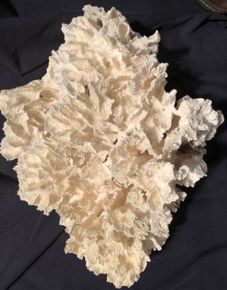 Large Natural White Cabbage Sea Coral 4