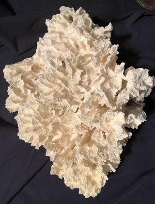 Large Natural White Cabbage Sea Coral 5