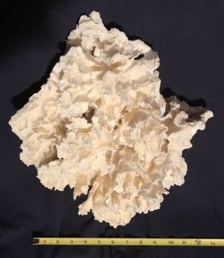 Large Natural White Cabbage Sea Coral 6