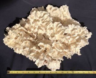Large Natural White Cabbage Sea Coral 7