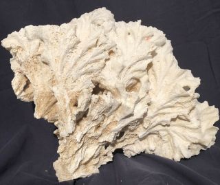 Large Natural White Cabbage Sea Coral 8