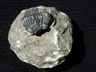 Rolling Up Trilobite Fossil Phacops Species Devonian Period Morocco 3/4 "