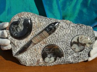 Huge Display Piece With 400 Million Year Old Orthoceras And Ammonite Shell