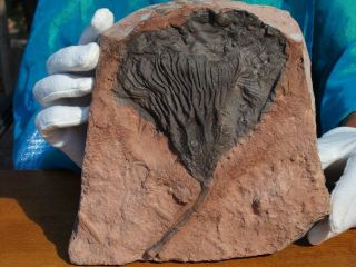 Detailed Scyphocrinites Crinoid Fossil From Morocco 7.  5 " 480 Million Years Old