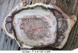 Brazil Tietea (singularus) Polished Petrified Tree Fern Wood Slab - Top Grade