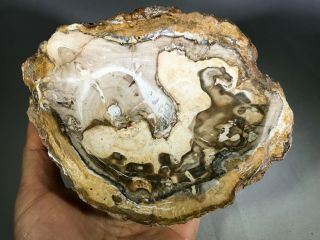 Petrified Wood Ashtray From Madagascar – Mbpwas11