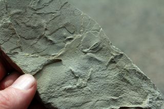 3,  Fossil Bird Tracks 1903 • Eocene Age Plate