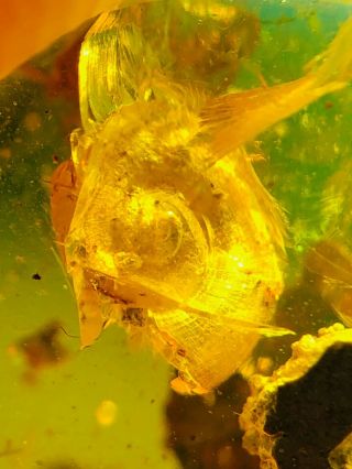 Unique Cretaceous Snail Burmite Myanmar Burmese Amber Insect Fossil Dinosaur Age