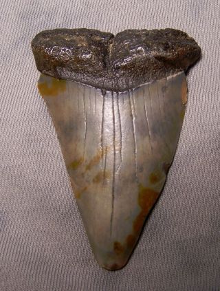 Giant 2 1/2 " Mako Shark Tooth Teeth Megalodon Fossil Jaw Scuba Diver Fishing