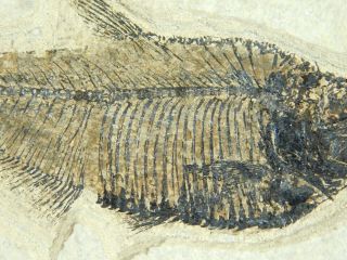 A 100 Natural 50 Million Year Old Aaa Diplomystus Fish Fossil From Wy 604gr E