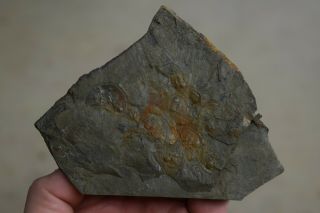 Trilobite Olenellus Mortality Plate Matrix Latham Shale Cambrian California Rare