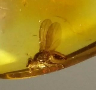 Very Rare Open Wings Insect Inclusion Baltic Amber Silver Pendant 2.  1 G.