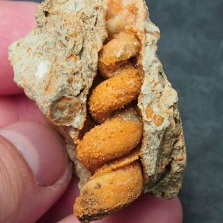 Gastropod Turritella Turris Fossils Miocene Mollusk Portugal Schnecken