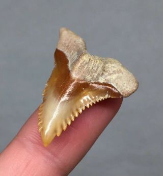Bone Valley Hemi Shark Tooth Fossil Gem Megalodon Era Jaws Necklace