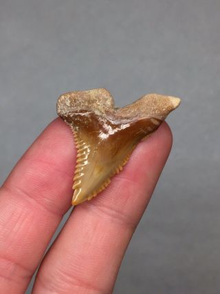 Bone Valley Hemi Shark Tooth Fossil Gem Megalodon Era Jaws Necklace 3