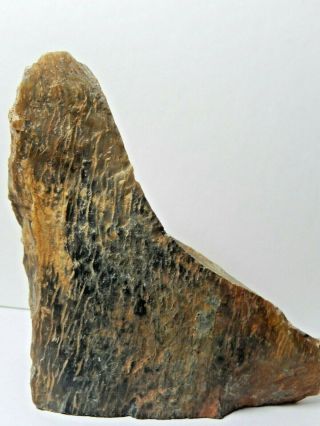 Fossilized Bone Found In Oregon 5 X 4 X 2 " 1 Lb.  13 Oz 