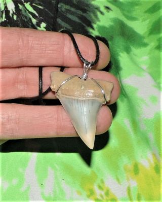 1 3/4  Mako Sharks Tooth Necklace Jewelry Pendant Fossil Teeth