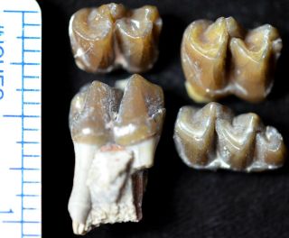 Mesohippus 4 Lower Teeth,  And Jaw Section,  Private Listing,  H409 And H399