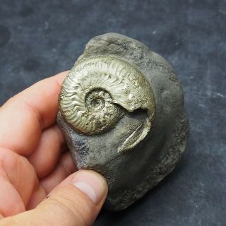 49mm Harpoceras Ammonite Pyrite Mineral Fossil Fossilien Ammoniten France