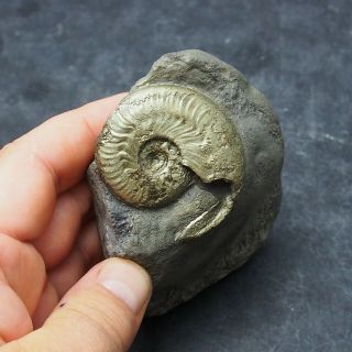 49mm Harpoceras AMMONITE Pyrite Mineral Fossil fossilien Ammoniten France 2