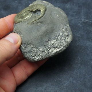 49mm Harpoceras AMMONITE Pyrite Mineral Fossil fossilien Ammoniten France 3