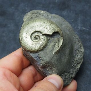 49mm Harpoceras AMMONITE Pyrite Mineral Fossil fossilien Ammoniten France 4